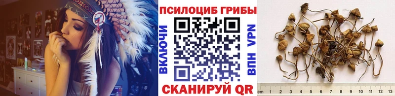 Галлюциногенные грибы Cubensis  как найти закладки  Нея 